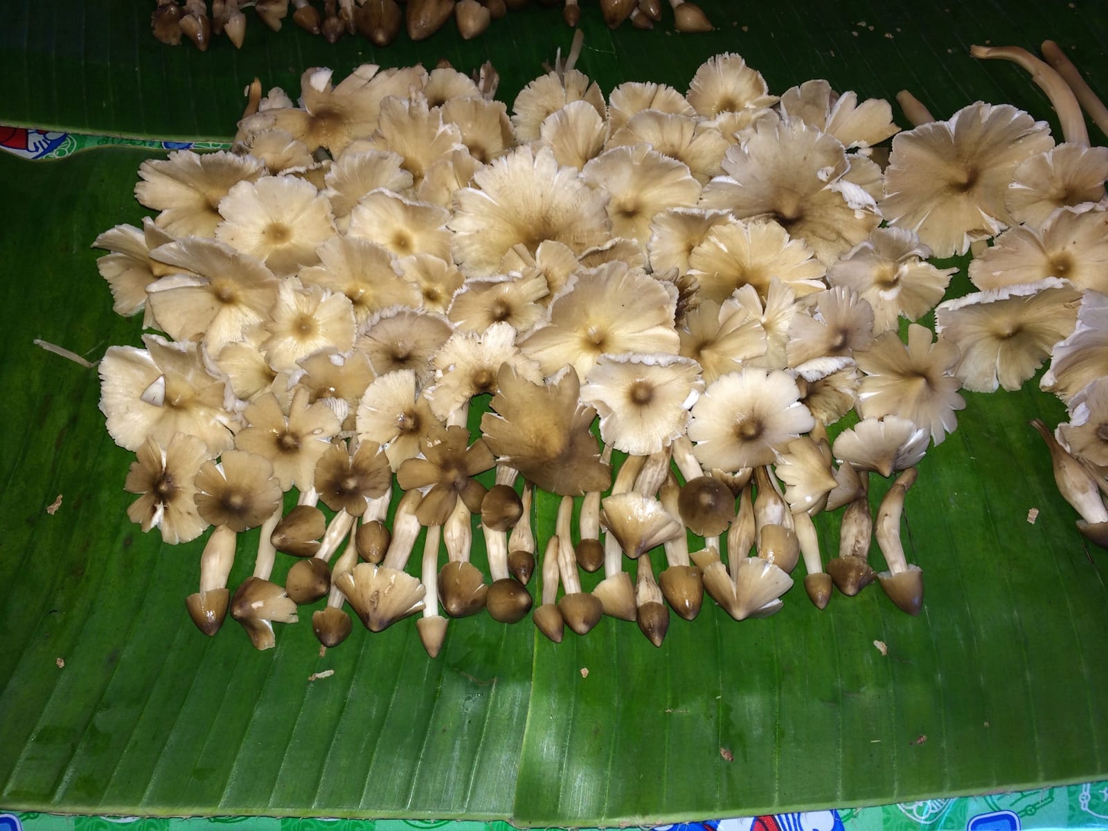 เห็ดป่า–ผักพื้นบ้าน อำนาจเจริญหน้าฝน