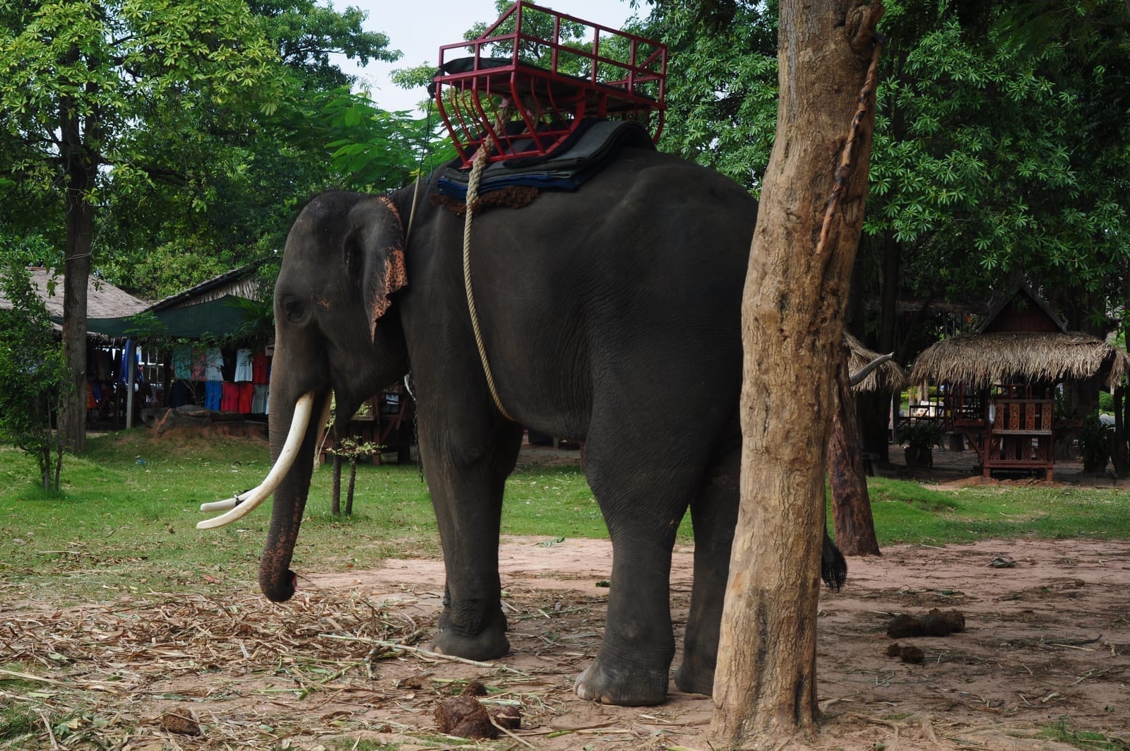 หมู่บ้านช้างบ้านตากลาง ศูนย์คชศึกษา วิถีชาวกูยเลี้ยงช้าง