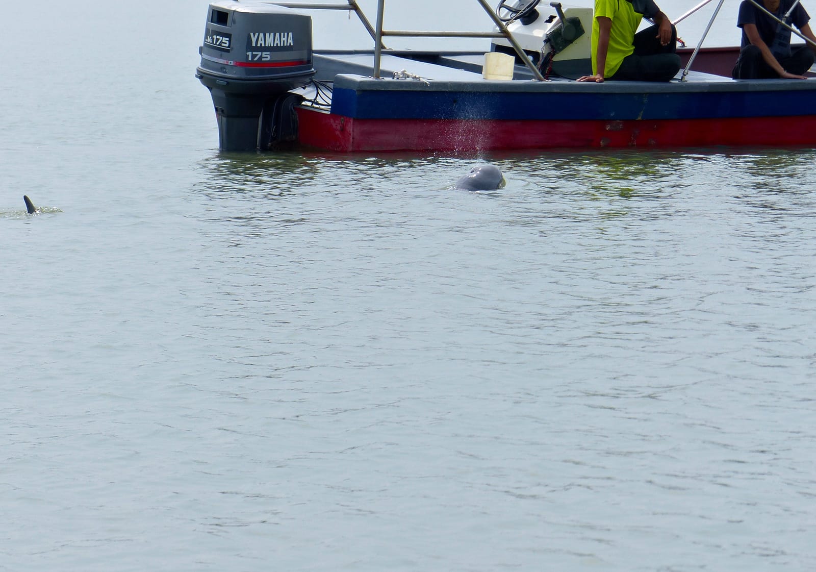 ล่องเรือชมโลมา ปากแม่น้ำบางปะกง