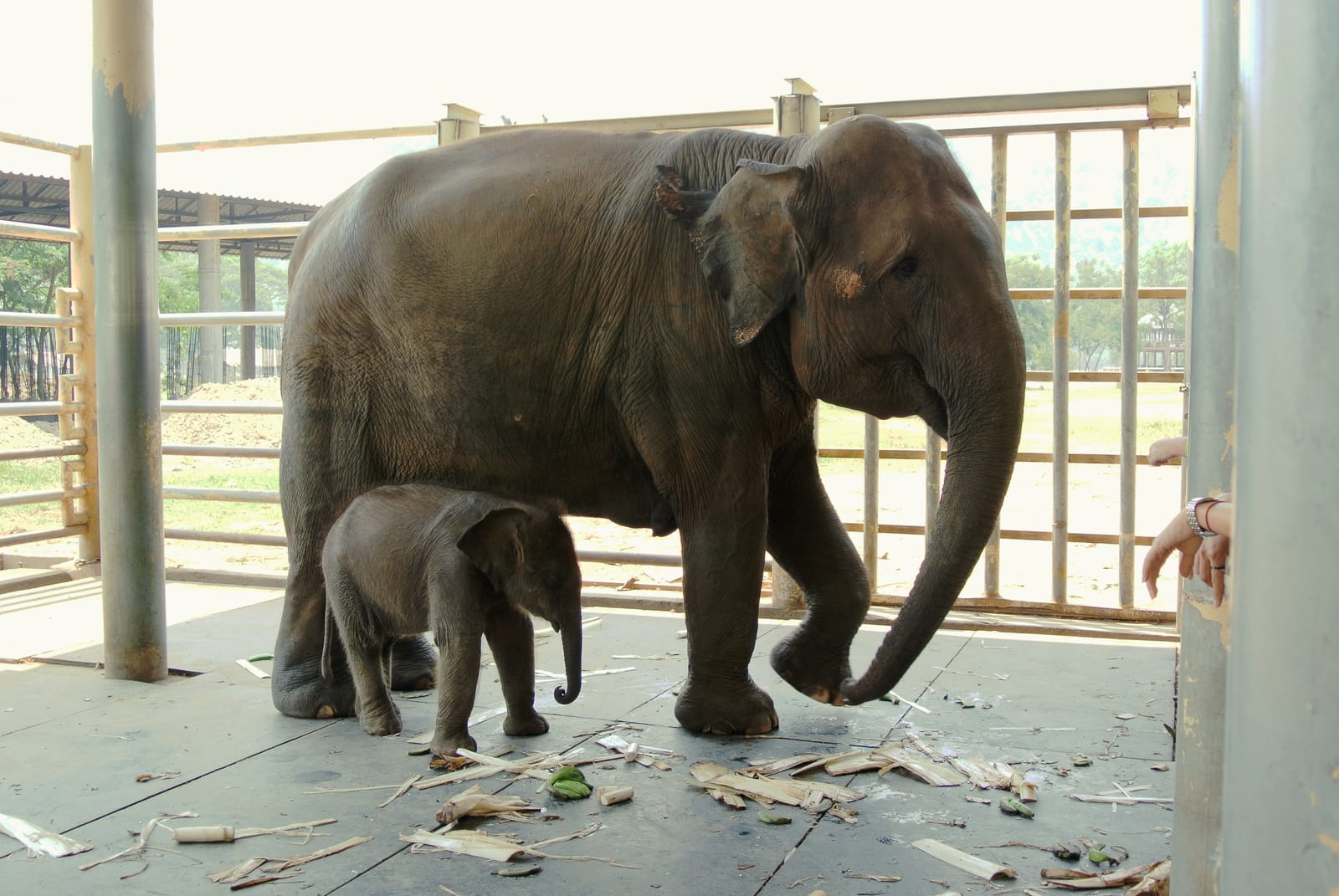 ปางช้างเชิงอนุรักษ์เชียงใหม่ ที่ไหนดี + ข้อควรรู้
