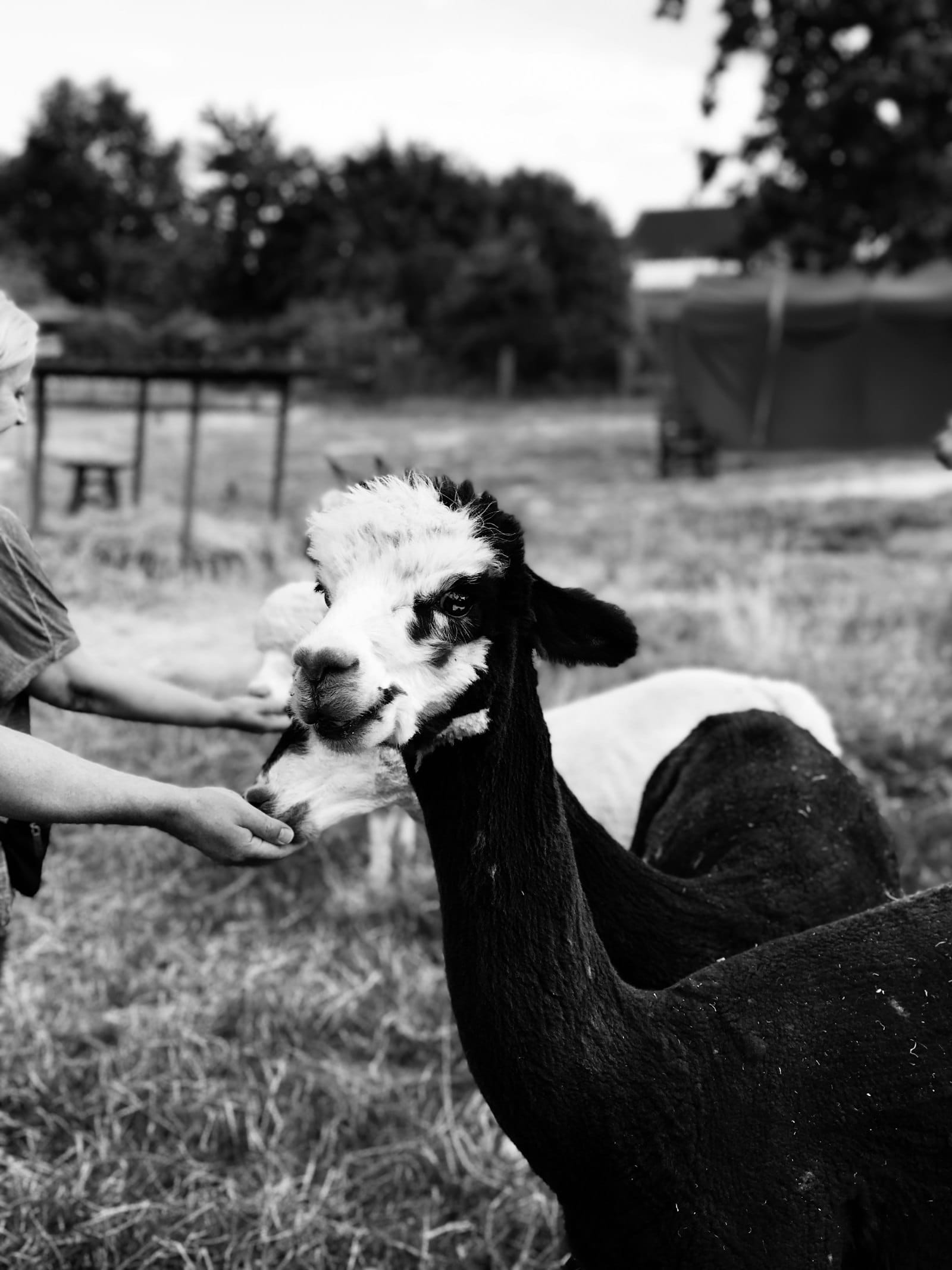 Primo Piazza Khao Yai Italian Village + Small Animal Farm