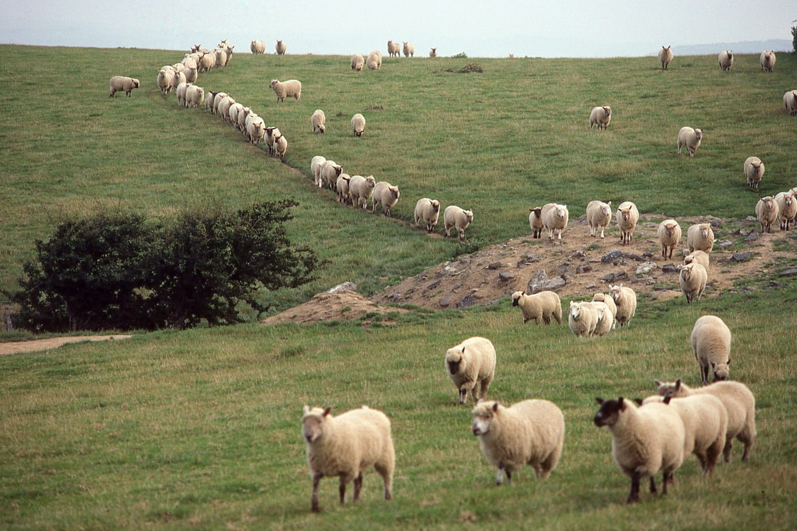 Sheep Land Khao Yai Feed Sheep, Shoot European Photo Spots