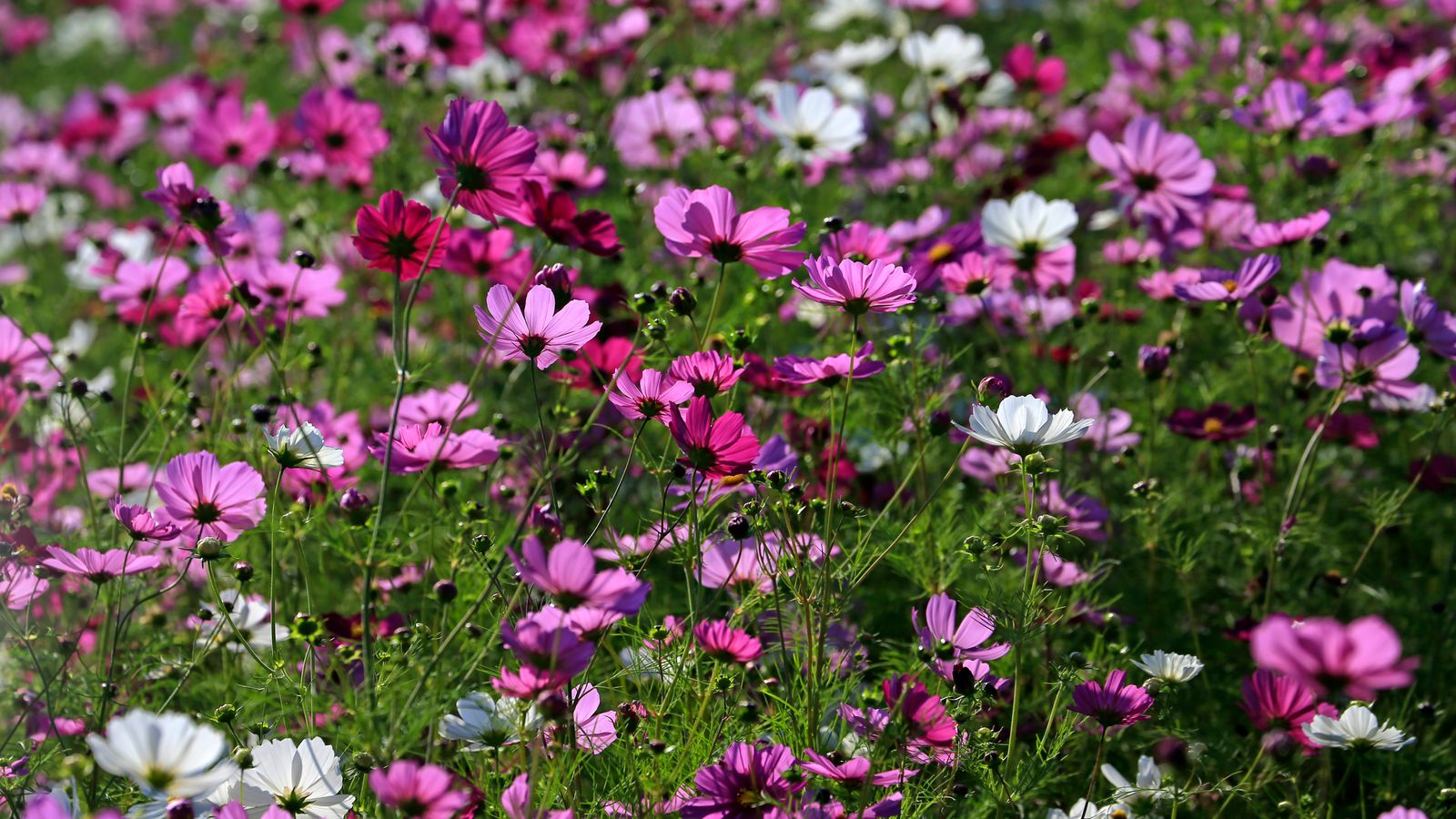 Khao Yai Flower Gardens The Bloom + Seasonal Fields