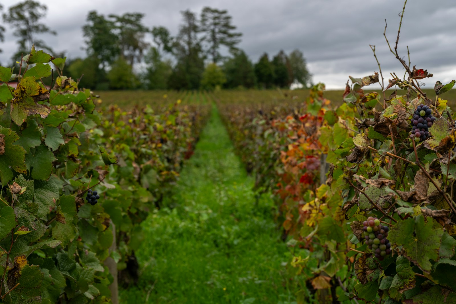 Khao Yai Wineries Vineyard Tours · Wine Tasting · Dining with a View