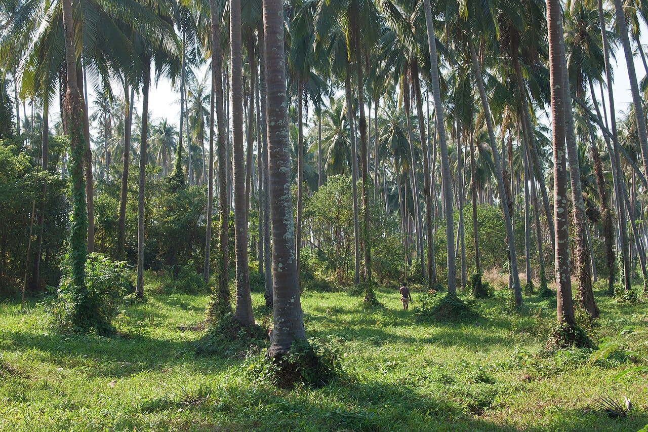 Cycling Around Koh Mak Coconut Groves, Rubber Plantations, Quiet Beaches