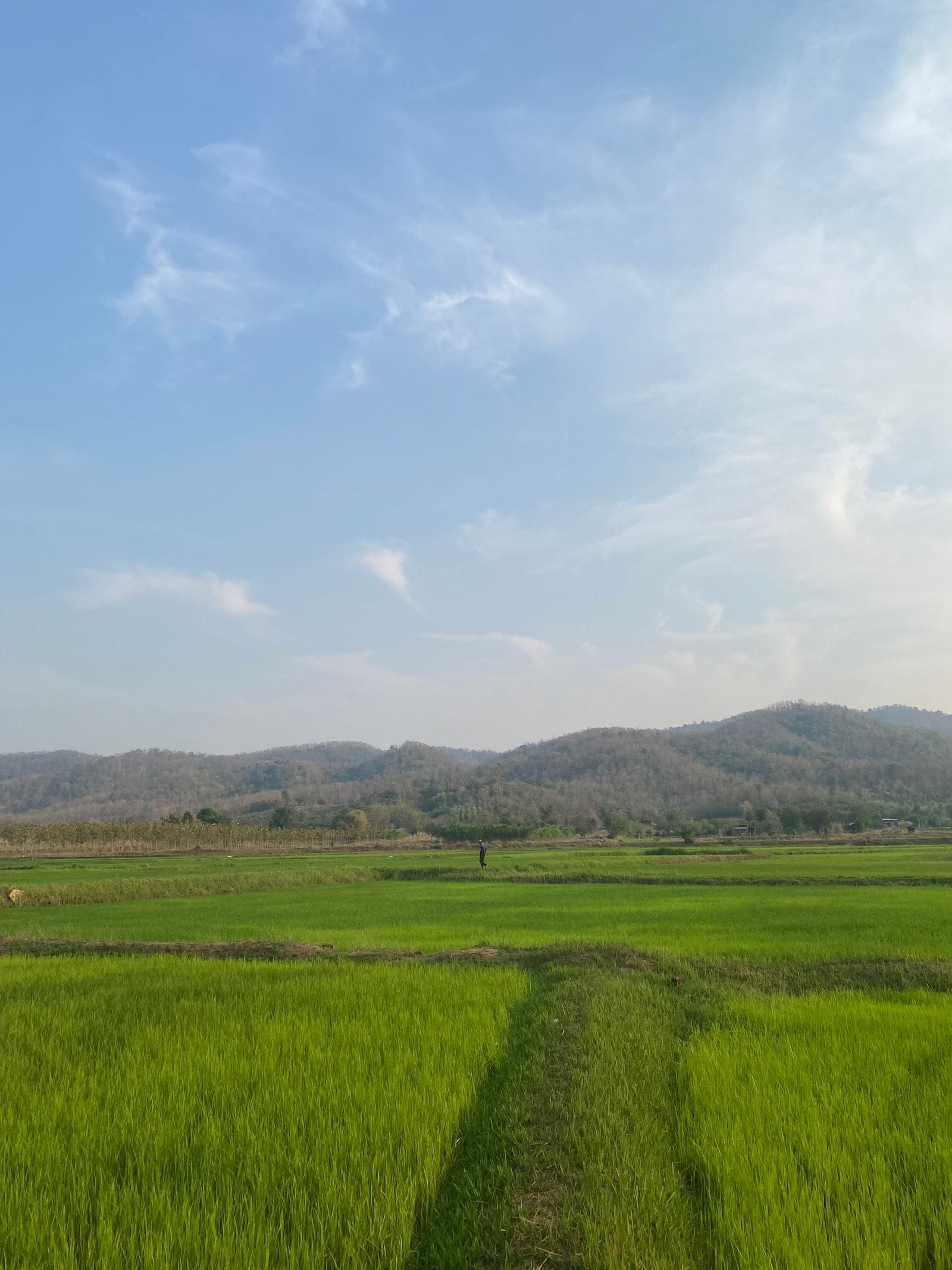 สะพานไม้ไผ่บุญโขกู่โส่ เดินกลางทุ่งนาไปวัดบนเขา