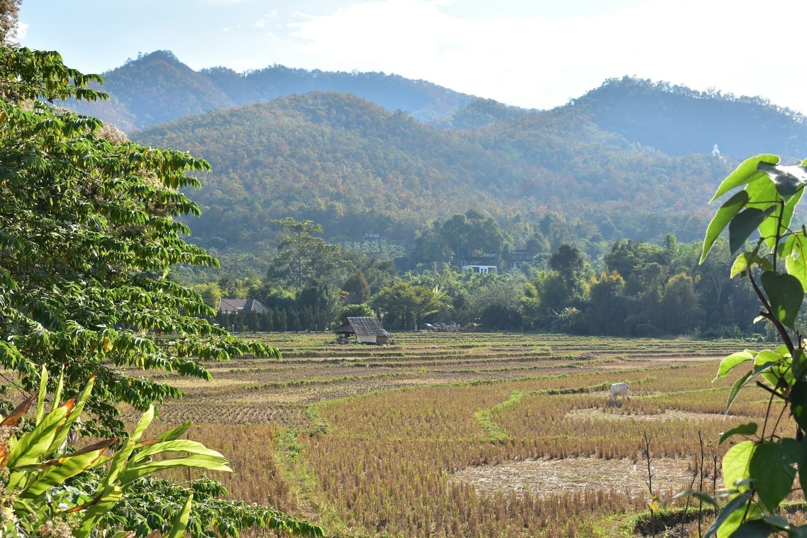 Pai Land Split A Crack in the Earth That Became a Farm