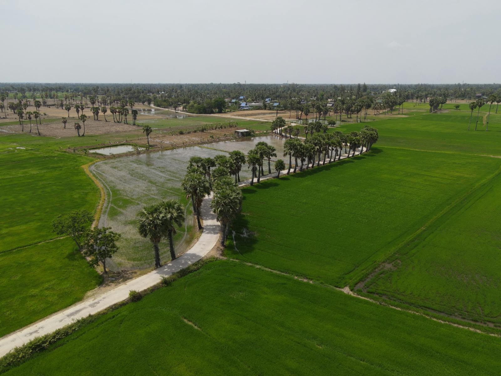 น้ำตาลโตนดสดเมืองเพชร ของหวานตามฤดูที่ต้องลอง