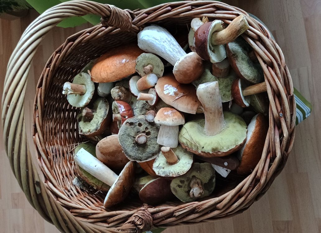 เห็ดป่า–ผักพื้นบ้านร้อยเอ็ด ของกินหน้าฝนจากทุ่งนาและป่าโคก