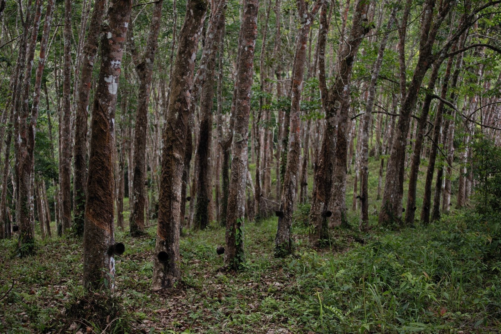 สวนยางพาราบึงกาฬ ทิวเขียวสุดสายตา