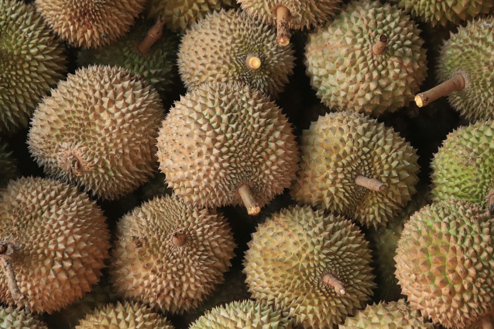 แผนทริปกินทุเรียนภูเขาไฟศรีสะเกษ กันทรลักษ์-ขุนหาญ มิ.ย.-ก.ค.