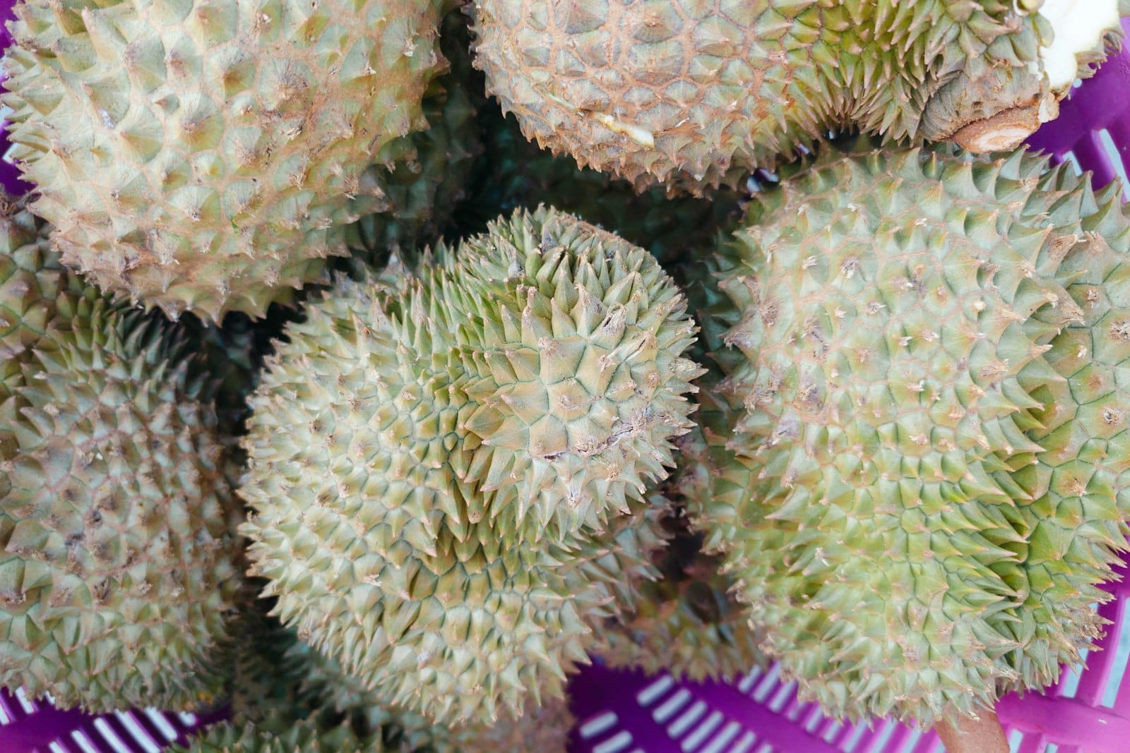 ของฝากกินได้ศรีสะเกษ ปลาส้ม แหนม หอมแดง ข้าวหอมมะลิ ทุเรียนกวน