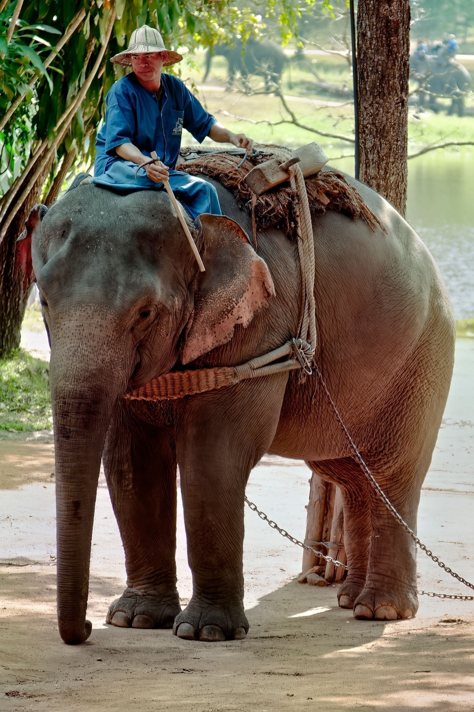 แผนเที่ยวสุรินทร์สายถ่ายรูปลง social ช้าง ปราสาท ผ้าไหม พระอาทิตย์ตกห้วยเสนง