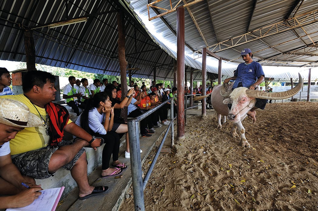 หมู่บ้านอนุรักษ์ควายไทย พาเด็กดูควายใกล้ชิด
