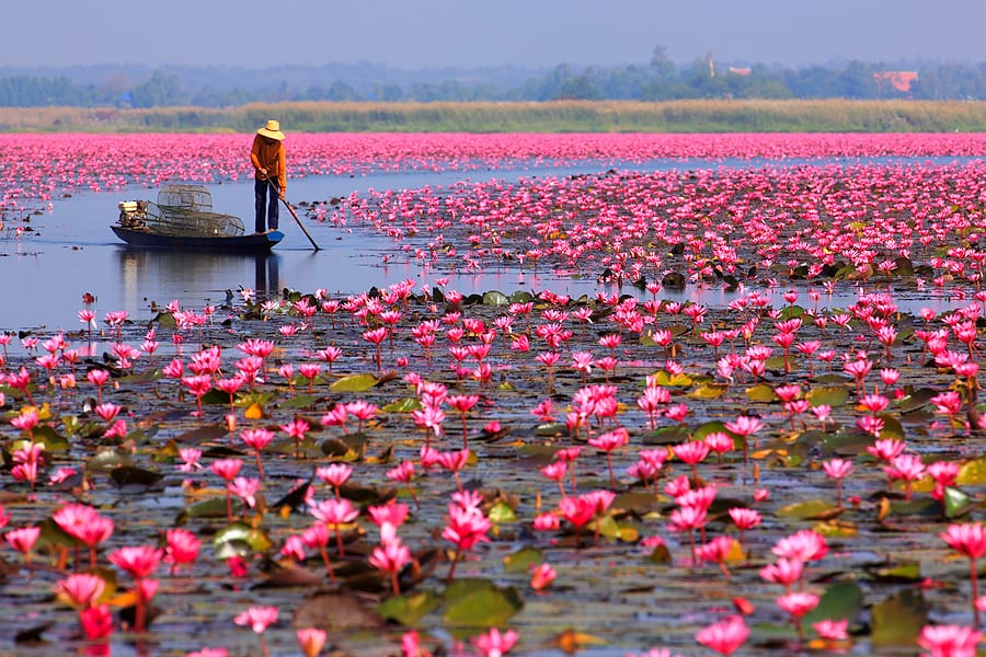 อุดรธานีสายธรรมชาติ ทะเลบัวแดง–ภูฝอยลม 3 วัน 2 คืน