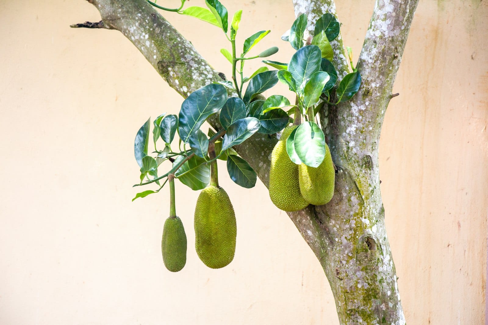 สวนทุเรียนภูเขาไฟ กันทรลักษ์-ขุนหาญ เข้าชิมถึงสวน