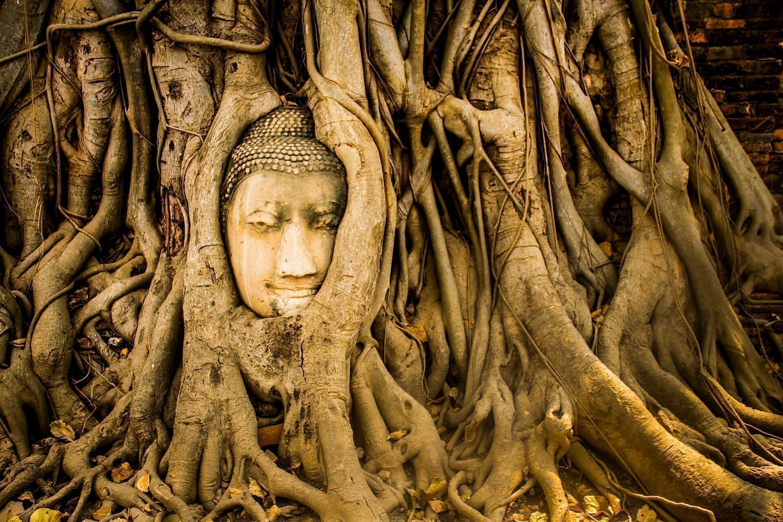 วัดมหาธาตุ อยุธยา เศียรพระในรากต้นโพธิ์