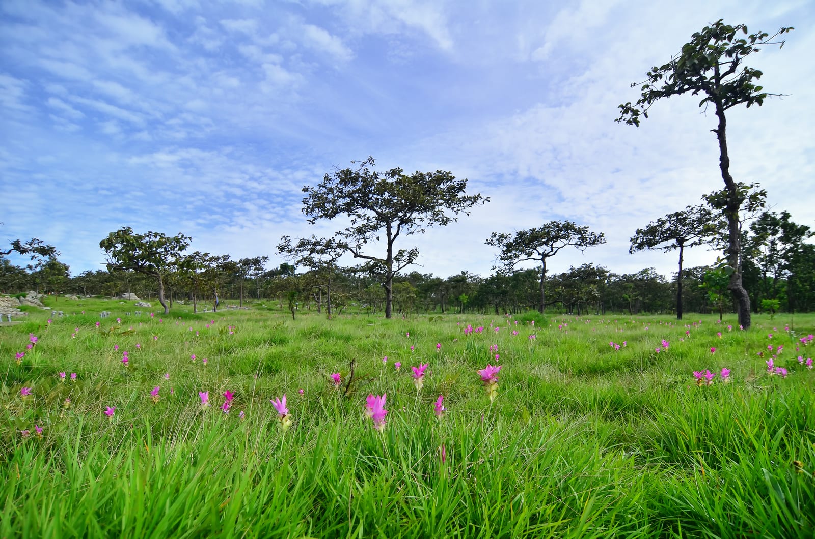 Siam Tulip Fields, Pa Hin Ngam National Park