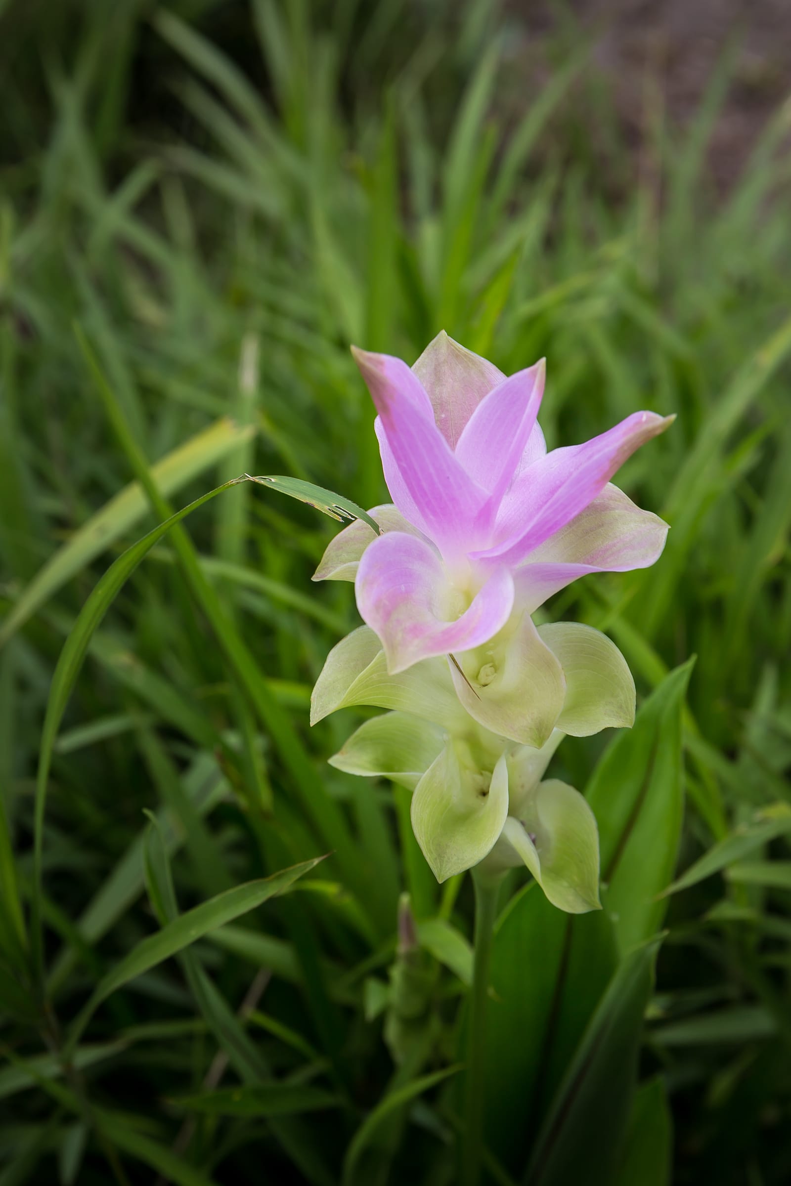 Siam Tulip Fields, Pa Hin Ngam National Park