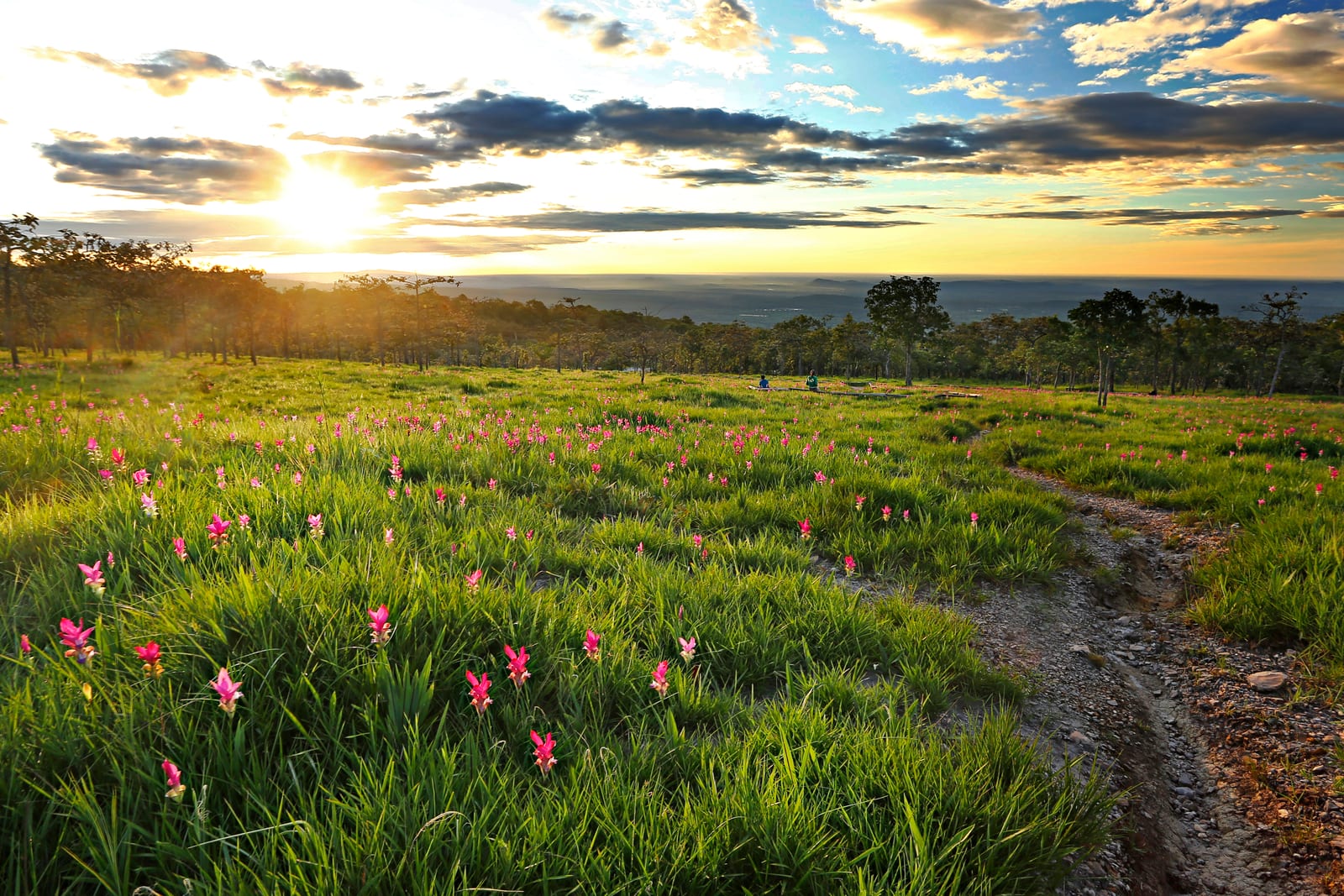 Sai Thong National Park (Thung Bua Sawan · Pha Sut Phaen Din · Pha Hum Hod)
