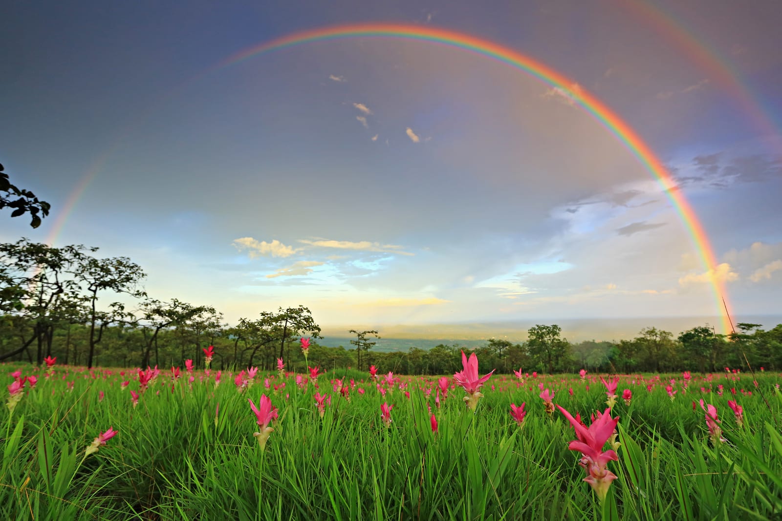 Sai Thong National Park (Thung Bua Sawan · Pha Sut Phaen Din · Pha Hum Hod)
