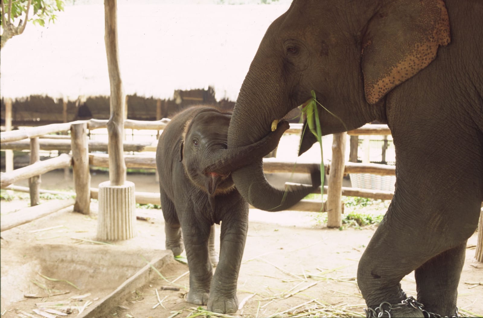ศูนย์อนุรักษ์ช้างไทย (สถาบันคชบาลแห่งชาติ)