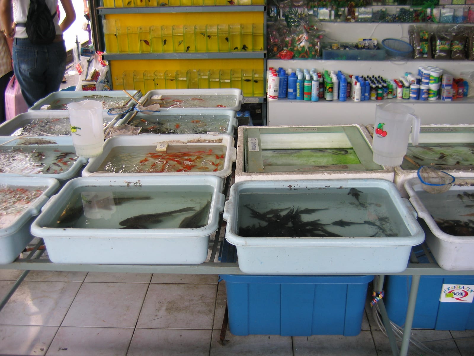 ตลาดต้นไม้และปลาสวยงามจตุจักร (Chatuchak Plant & Fish Market)