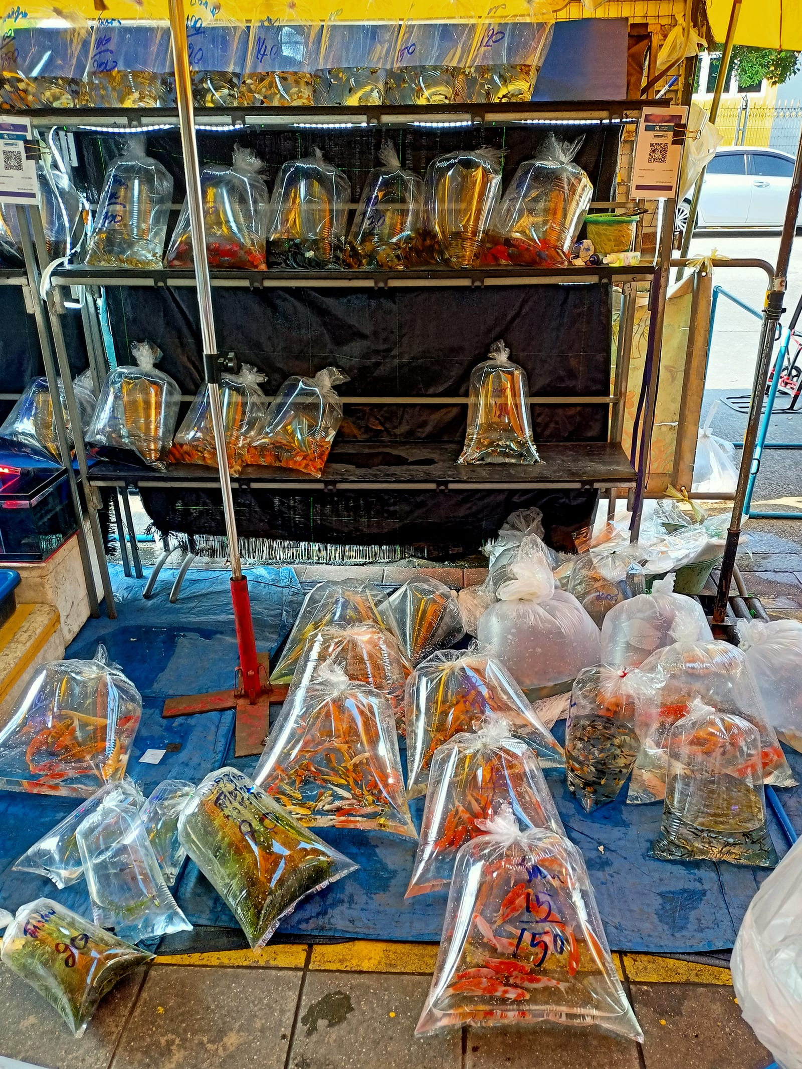 ตลาดต้นไม้และปลาสวยงามจตุจักร (Chatuchak Plant & Fish Market)