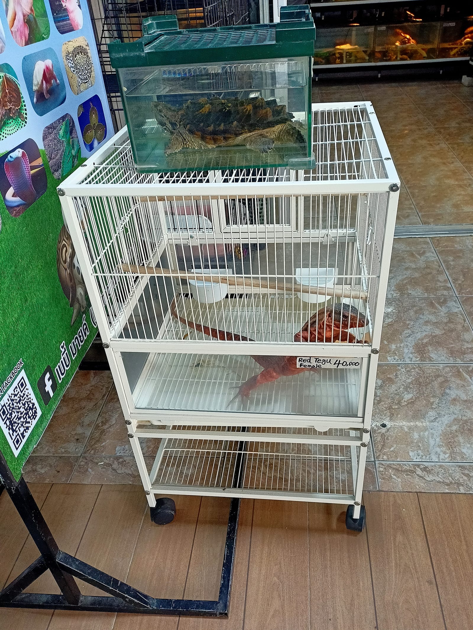 ตลาดต้นไม้และปลาสวยงามจตุจักร (Chatuchak Plant & Fish Market)