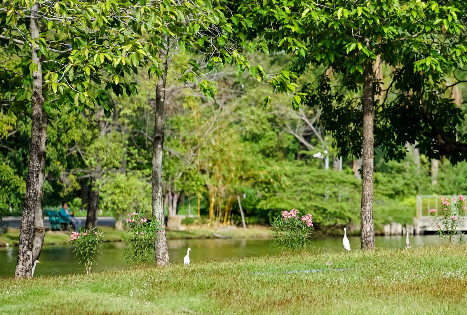 สวนจตุจักร (Chatuchak Park)