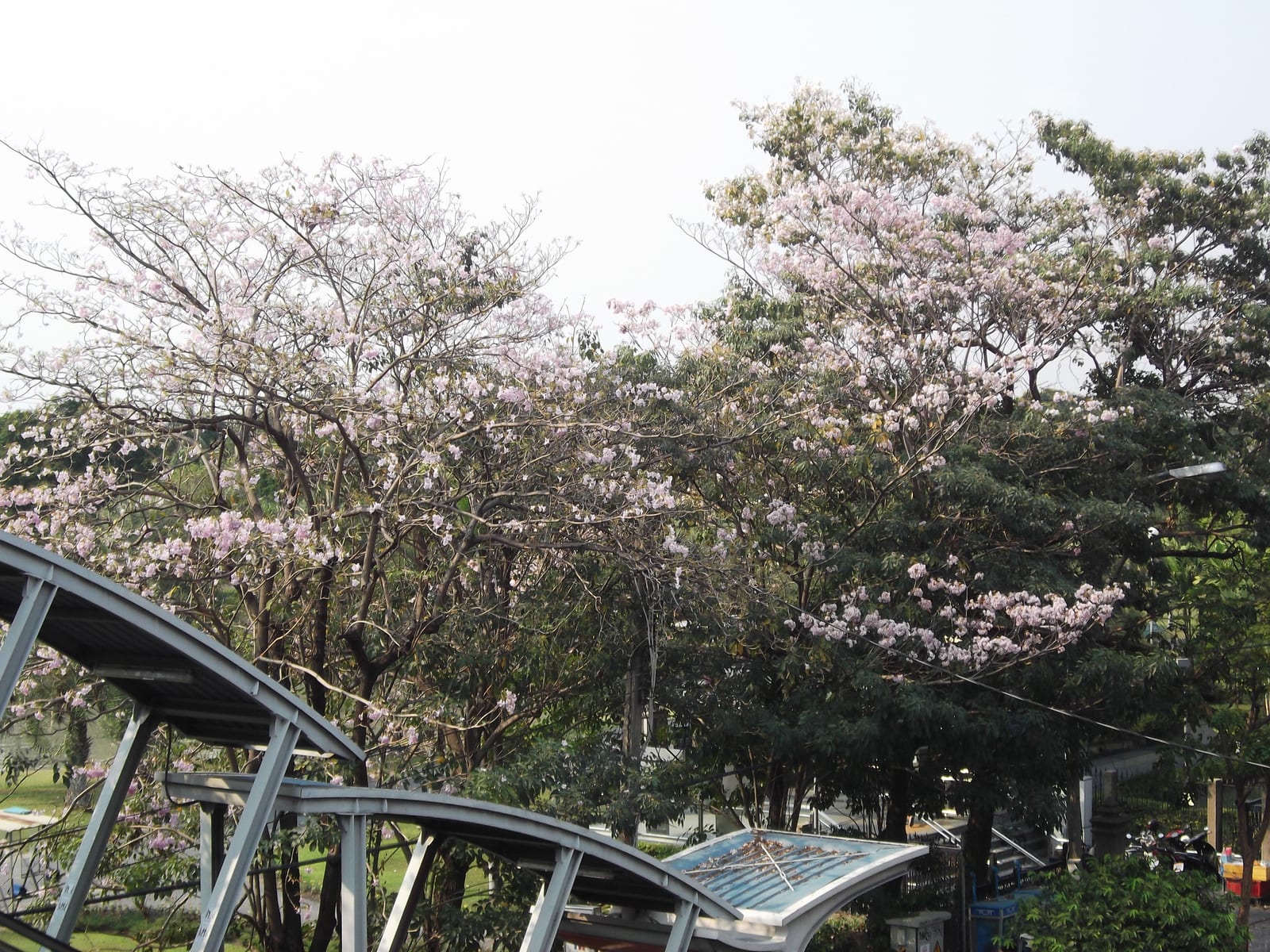 สวนจตุจักร (Chatuchak Park)