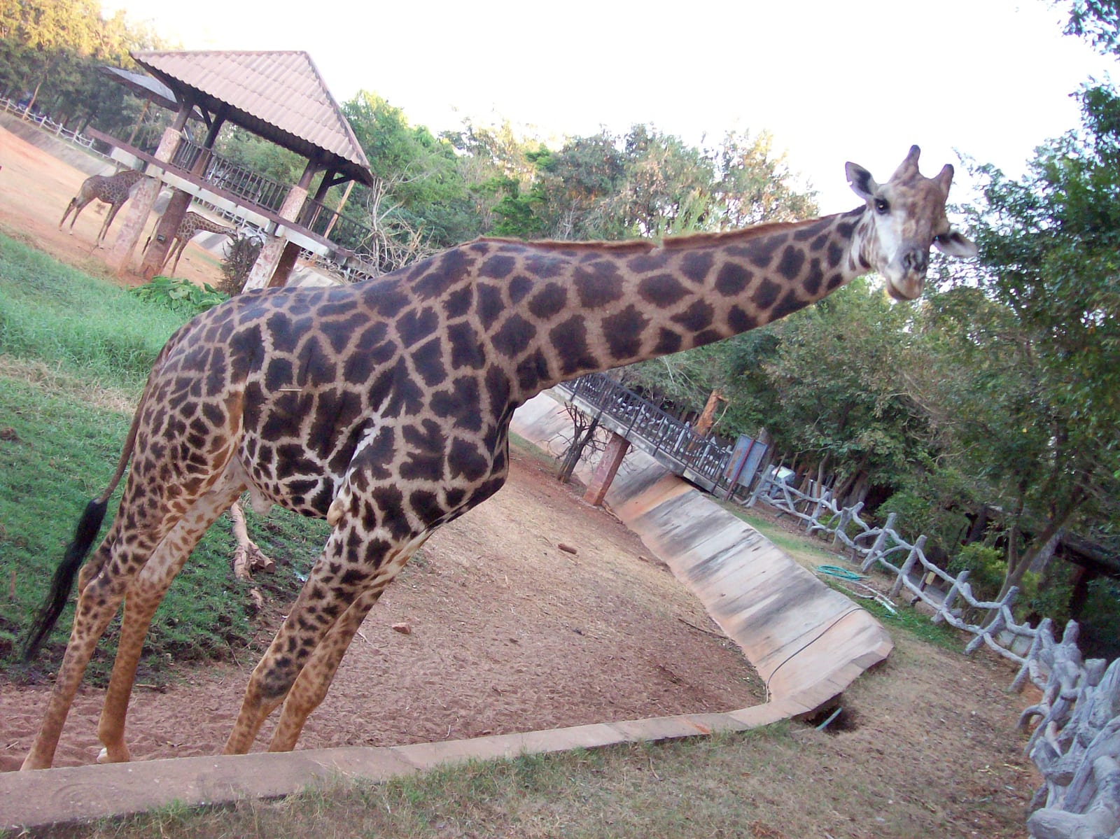 สวนสัตว์นครราชสีมา (Korat Zoo)