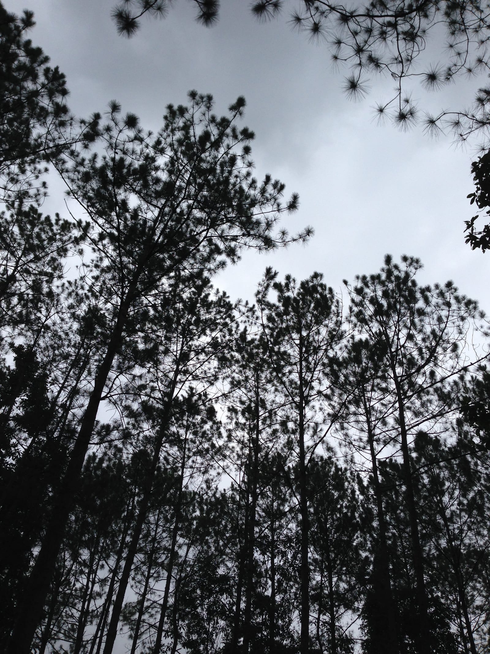 อุทยานแห่งชาติน้ำหนาว
