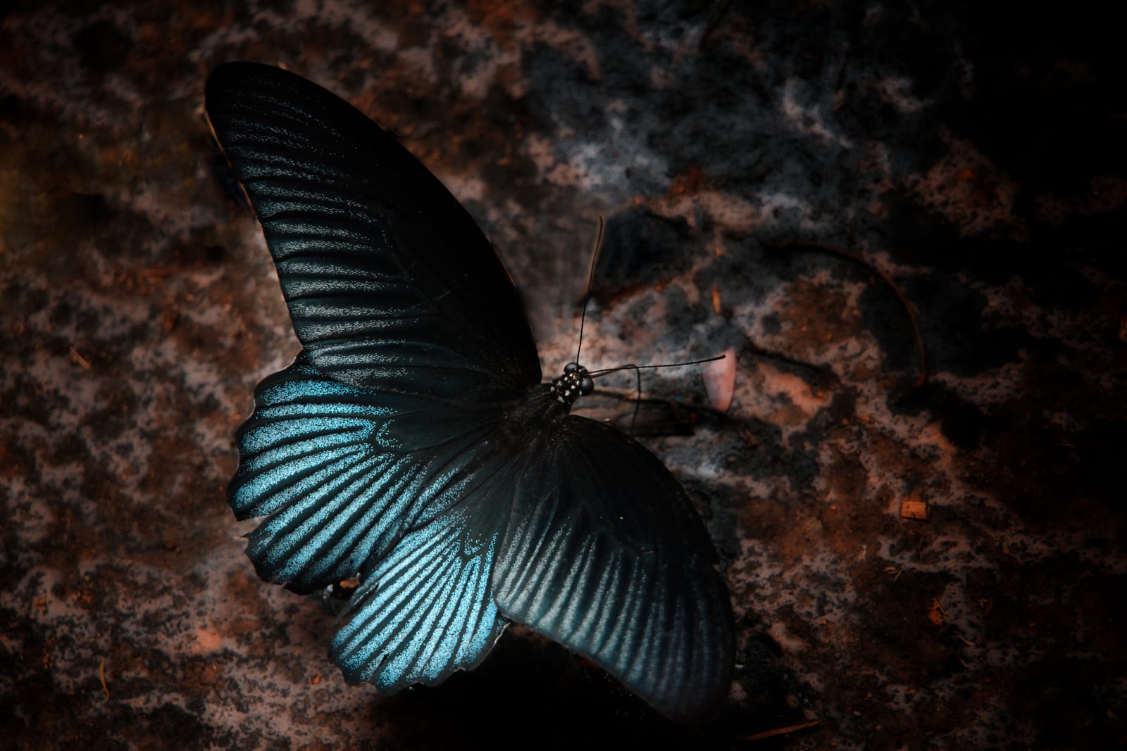Pang Sida National Park (Pang Sida Waterfall + Butterfly Watching)