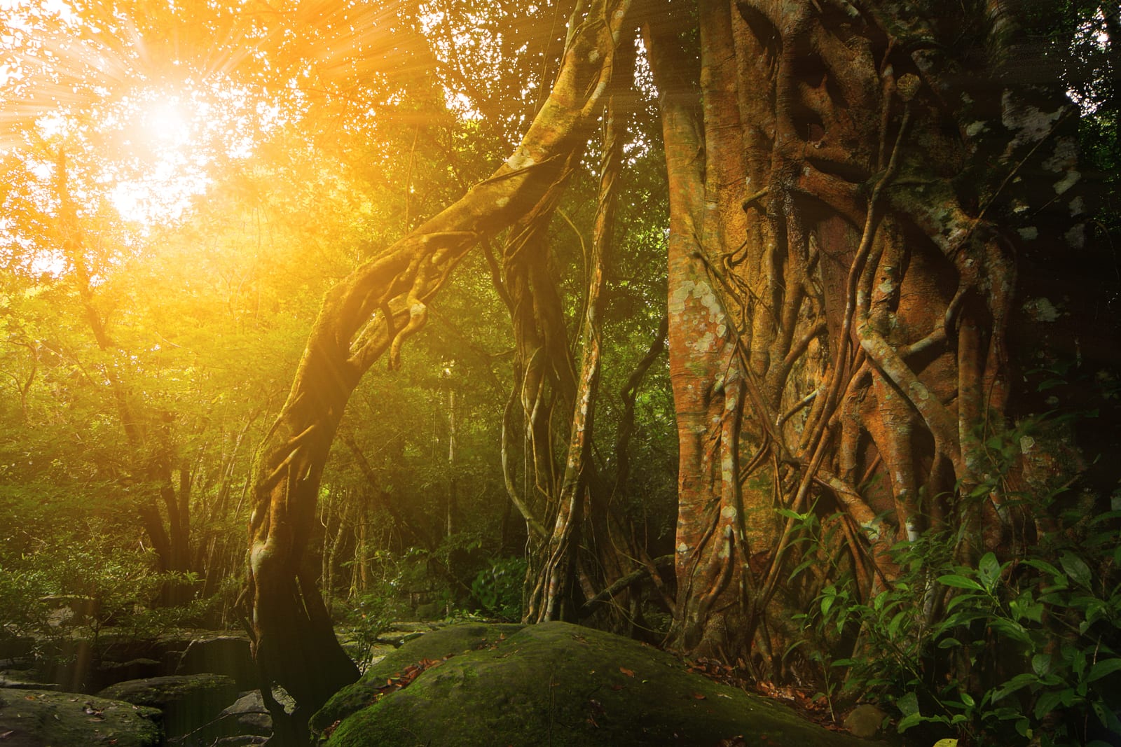 Pang Sida National Park (Pang Sida Waterfall + Butterfly Watching)