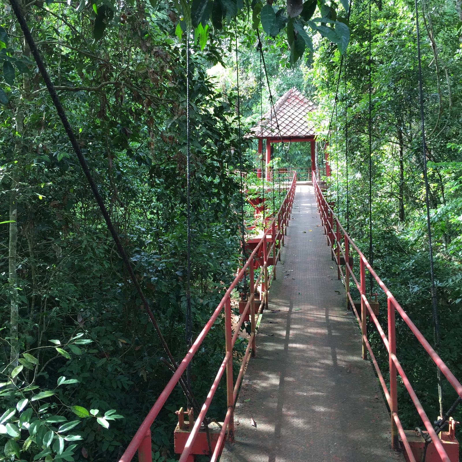 สวนพฤกษศาสตร์ภาคใต้ (ทุ่งค่าย) — สะพานเรือนยอดไม้
