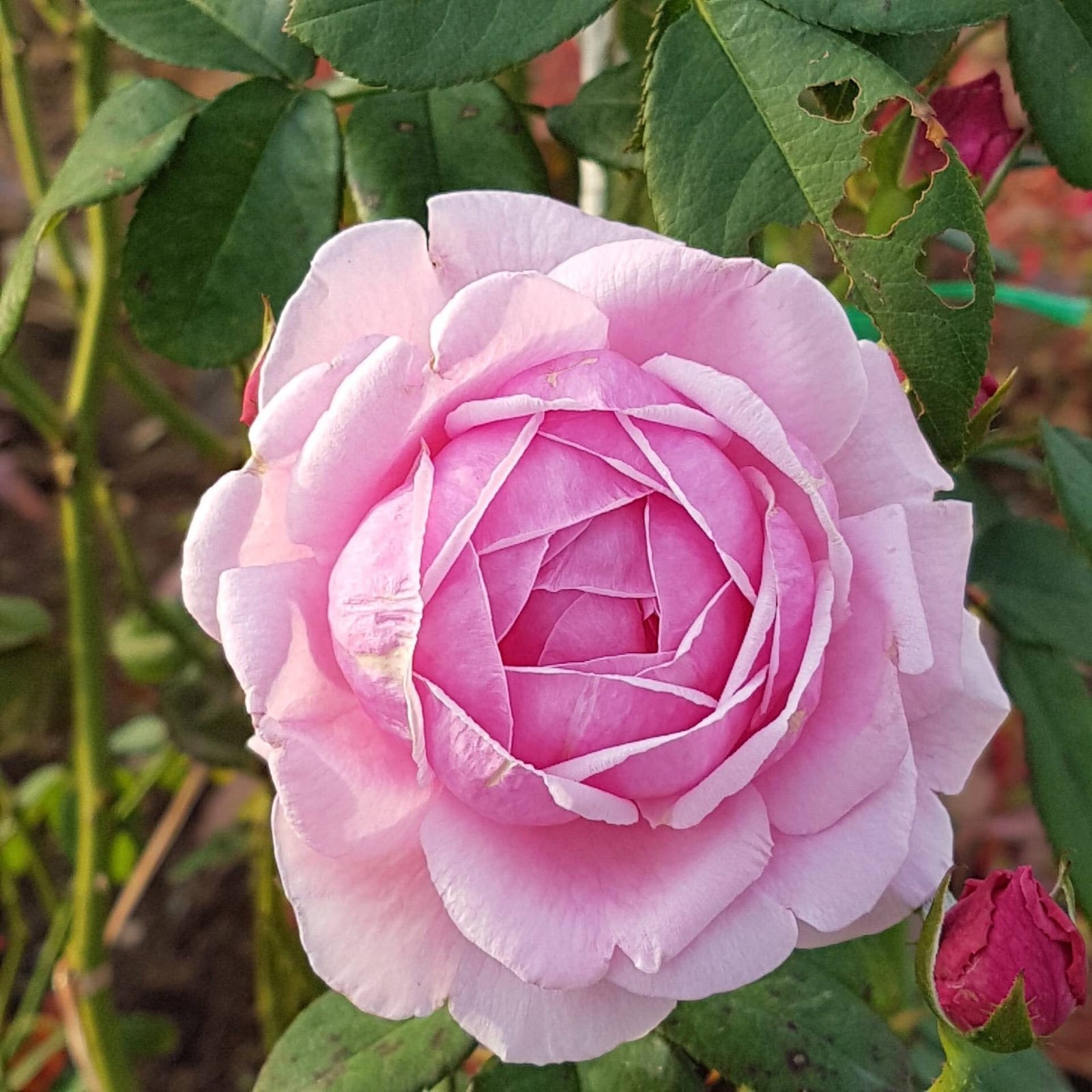 The Bloom by TV Pool