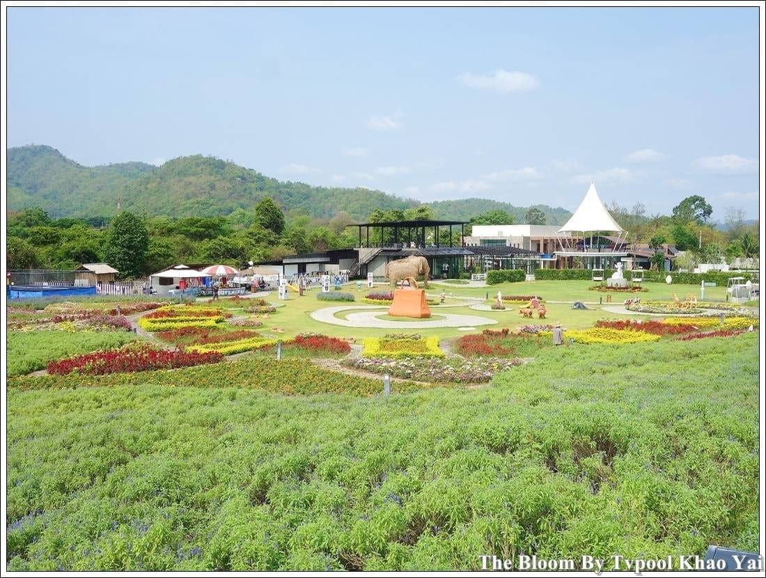 The Bloom by TV Pool Khao Yai flower garden, a wide multi-coloured field with mountains in the background