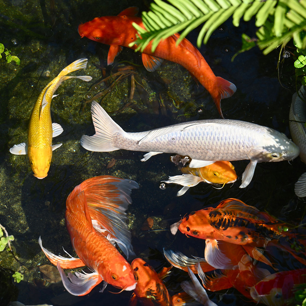 The koi pond in the small garden at PapaCrab Boutique Guesthouse, Kamala